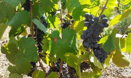 raisins beaujolais bio biodynamie