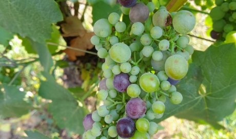 grapes bio organic beaujolais