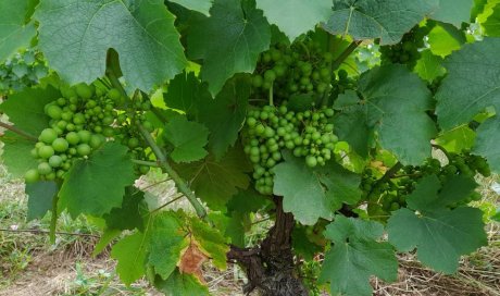 beaujolais bio vignes en pleine santé