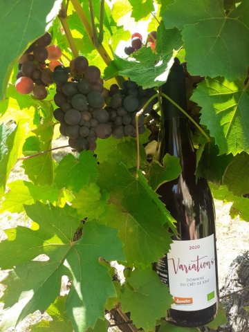 beaujolais biodynamie vin raisins