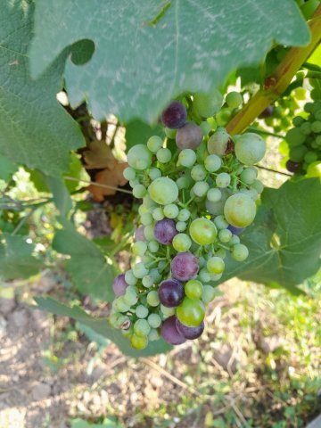grapes bio organic beaujolais