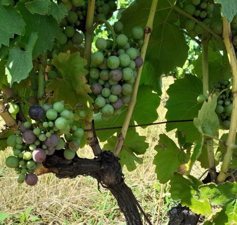 beaujolais grappes bio biodynamie veraison