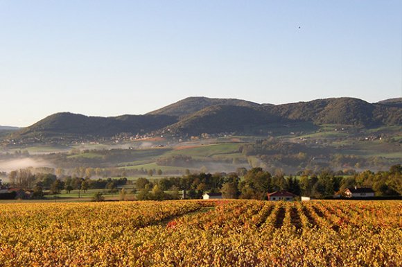 The 2 big "pluses" of organic Beaujolais wine in Sarcey