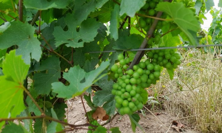 beaujolais bio vignes en pleine santé